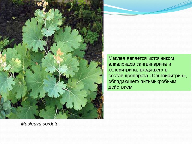 Macleaya cordata   Маклея является источником  алкалоидов сангвинарина и  хелеритрина, входящего